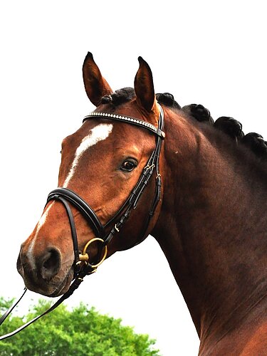Le Grand Chameur AB