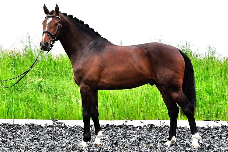 Le Grand Chameur AB