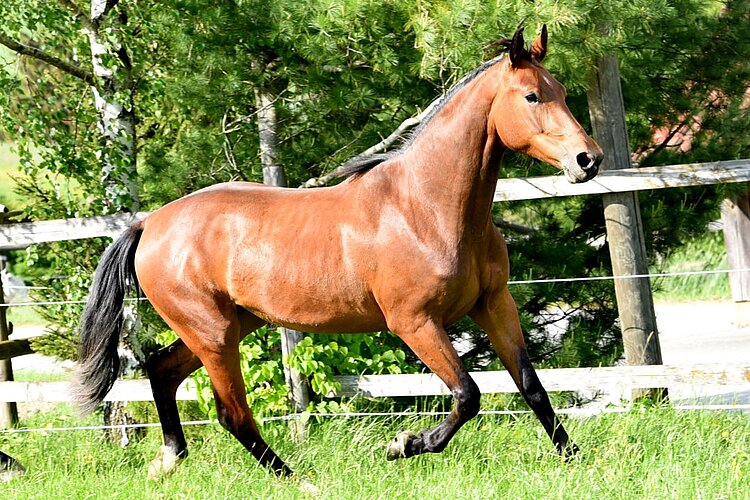 Flavilla AB