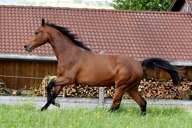 Flavilla AB