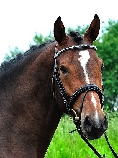 Le Grand Chameur AB