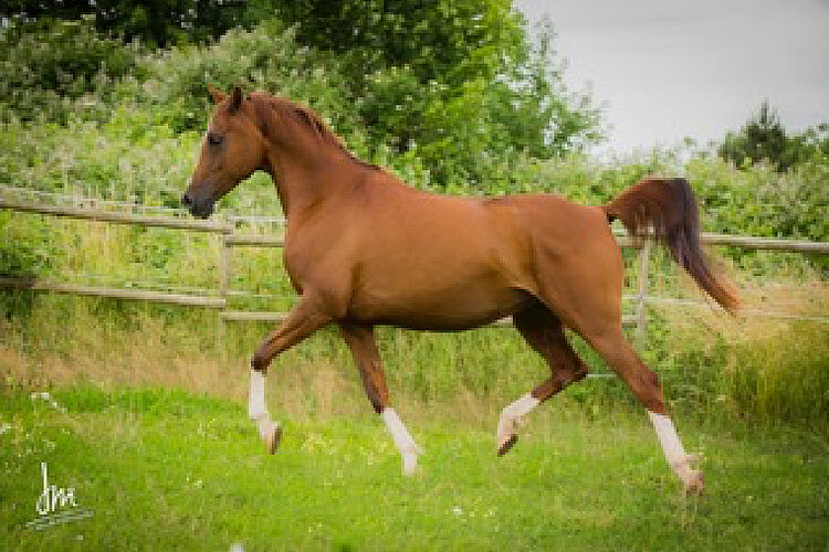 Saja