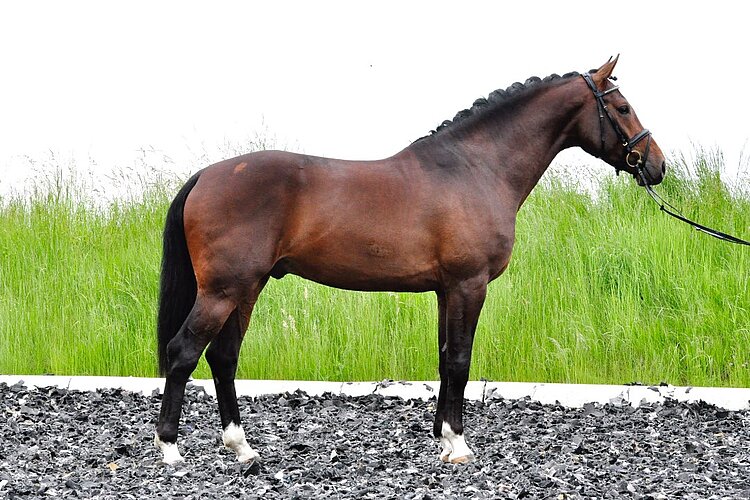 Le Grand Chameur AB